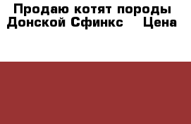 Продаю котят породы Донской Сфинкс. › Цена ­ 2 000 - Чувашия респ., Чебоксары г. Животные и растения » Кошки   . Чувашия респ.,Чебоксары г.